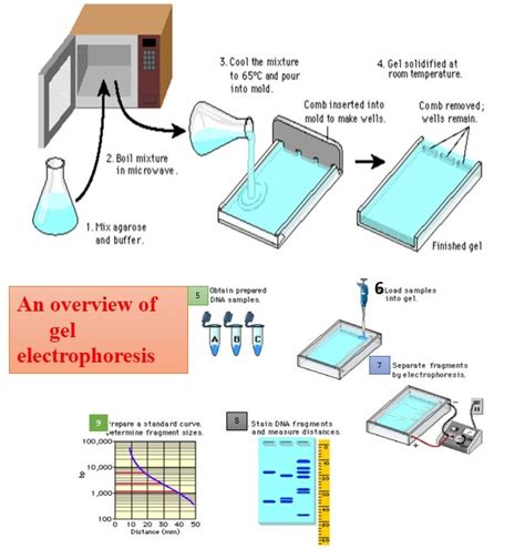 Gel Electrophoresis Types Introduction And Their Applications
