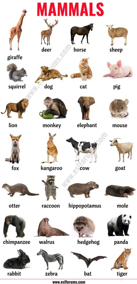 Mammals List Of 152 Mammals In English With Esl Picture Esl Forums