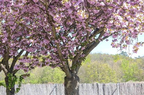 Japanese Flowering Cherry Plant Care And Growing Guide