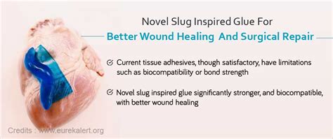 Slug Inspired Adhesive Sticks To Wet Tissues Improves Wound Healing