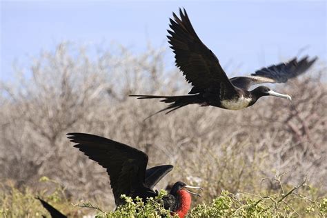 magnificent frigatebirds mating ritual photograph by sally weigand pixels