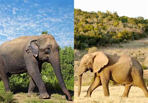 African vs Asian Elephants: 14 Key Differences Compared | Storyteller