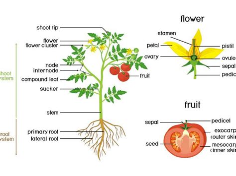 Tips For Pruning Tomatoes Maintenance Gardening Blooming Secrets