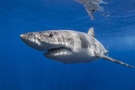 Great White Sharks Attacks Injuries