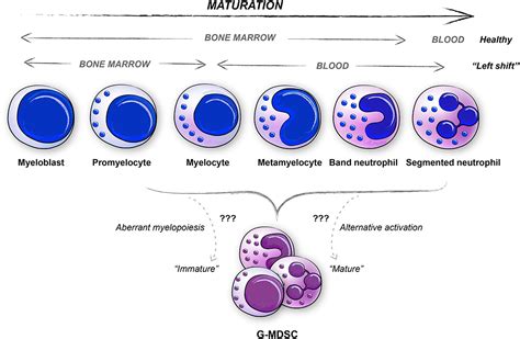 Frontiers The Generation And Identity Of Human Myeloid Derived