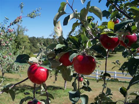 Compact and comfortable, but missing a few features. Apple Varieties | Autumn Harvest Orchard, LLC