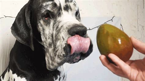 Dog Vs Mango My Dog Try Exotic Fruit For The First Time Youtube