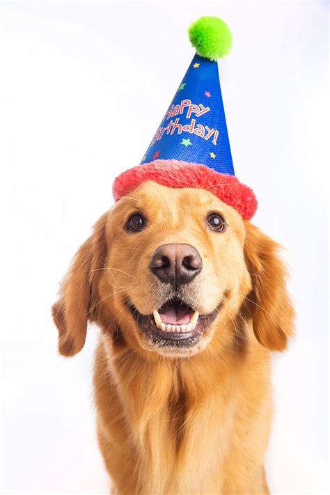 It can be raised or lowered to accommodate pups with different. Dog in a party hat - Daisy Hill Veterinary Clinic