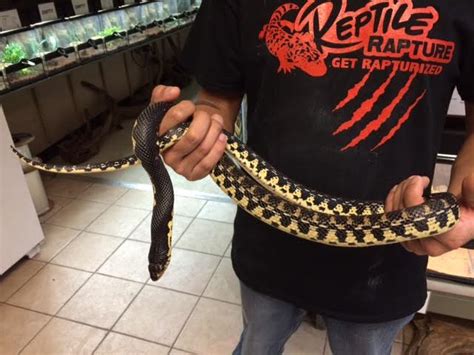 Shipping and short term payment plans available. z OUT OF STOCK - MADAGASCAR HOGNOSE SNAKE, Leioheterodon ...