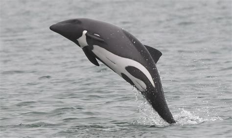 Great Big Sea Ocean Dwellers Porpoise Cetacean Aquatic Animals