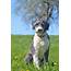 Aussiedoodle Dog Breed » Australian Shepherd Poodle Mix