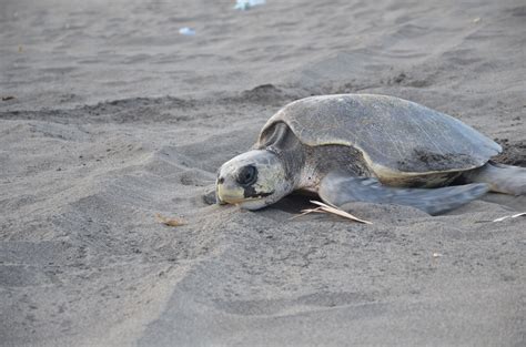 Temporada de anidación de tortugas marinas en las playas de Guatemala
