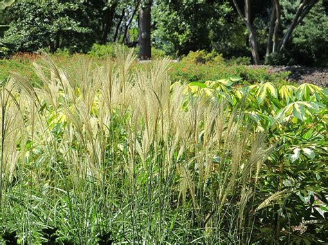 Hd Wallpaper Pampas Feather Reed Grass Tall Plant Botanical