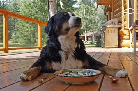 giant dog breeds    love pethelpful