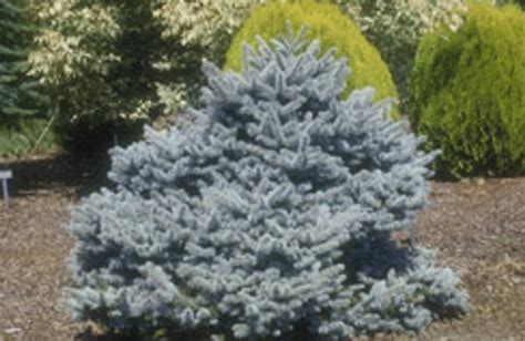 Picea Pungens Montgomery Dwarf Blue Spruce Kigi Nursery