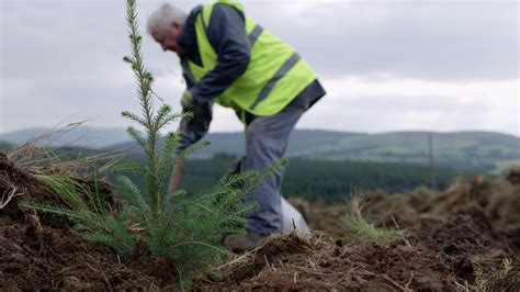 Forest Plans Coillte