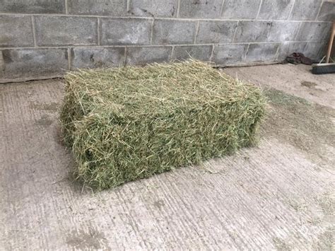 2020 Square Bale Hay In Stirling Gumtree