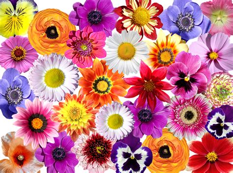 Collection Of Blumen Bunt Png Pluspng
