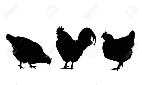 set of black silhouettes walking looking and pecking hens chickens and a rooster isolated on