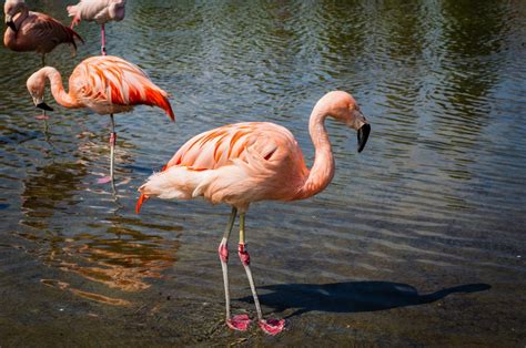 However, some of those appearing in florida. Free Images : nature, wildlife, wild, beak, pink, fauna ...