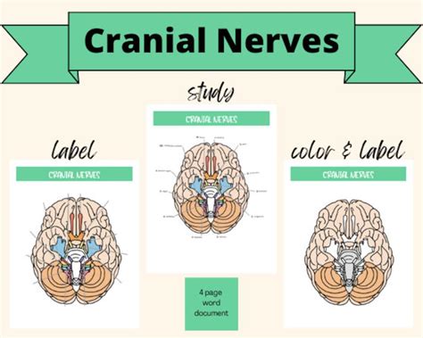 Cranial Nerves Study Guide Chart And Picture Label Color Function