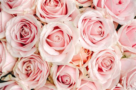 Pink Roses Background High Quality Nature Stock Photos