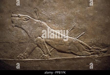 Assyrian Relief Of A Wounded Lioness From Ashurbanipal 7th Century