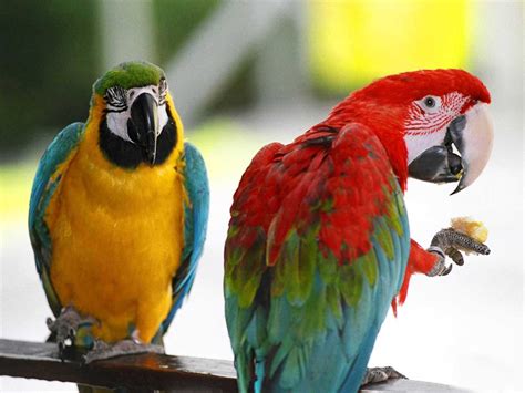 Animals Zoo Park 12 Beautiful Birds Desktop Wallpapers Free