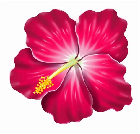 Hibiscus Pictures Clip Art Manualidades Flores Pintadas Flores