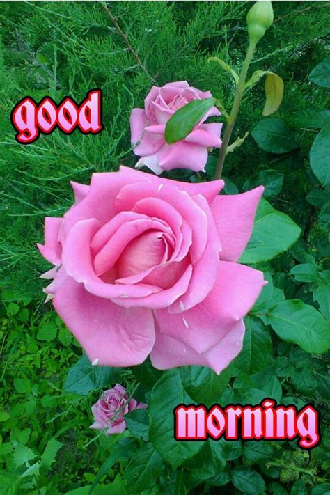A Pink Rose With The Words Good Morning On It In Front Of Some Green Plants