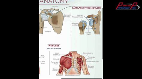 Understanding shoulder anatomy and all of the structures of the shoulder can help in prevention and treatment of shoulder shoulder anatomy starts with the bones that make up the shoulder joint. Shoulder Ligament Anatomy Diagram / Anterior Ligaments Of ...