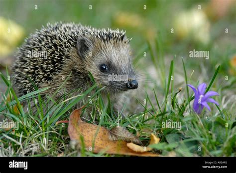 Western European Hedgehog Erinaceus Europaeus Igel Germany Europe