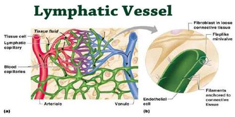 Lymphatic Vessel Assignment Point