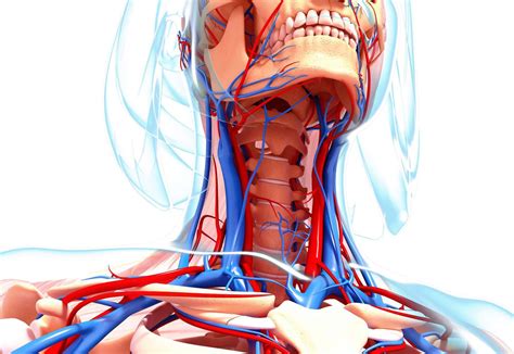 Veins And Arteries Of The Head And Neck