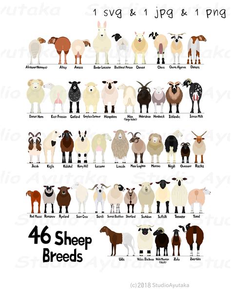 46 Breeds Of Sheep Chart Svg Png  1620 Etsy