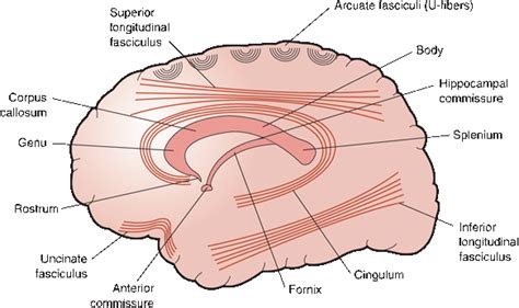 Gross And Microscopic Anatomy Of The Cerebral Hemispheres Neupsy Key