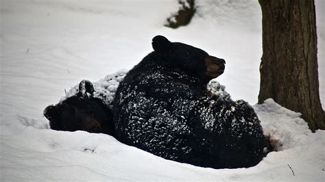 How A Black Bear Wakes Up From A Long Winters Nap Cool Green Science