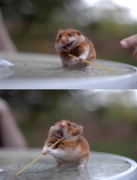 Priceless Hamster Facial Expressions