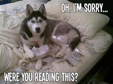 Funny Animal Pictures Of The Day 28 Pics Husky Drôle Animaux
