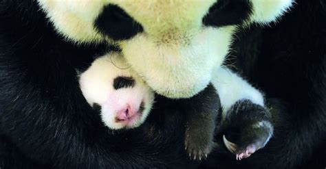 Baby Panda Born In Netherlands Makes Public Debut