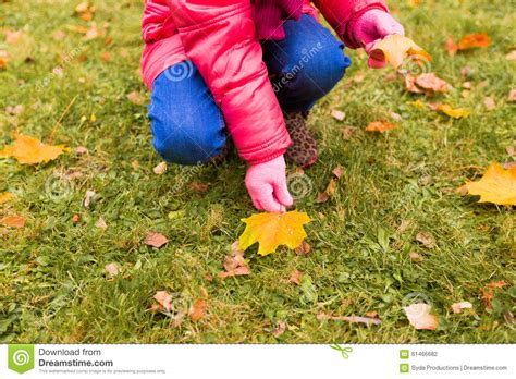 Close Up Of Little Girl Collecting Autumn Leaves Stock Photo Image Of