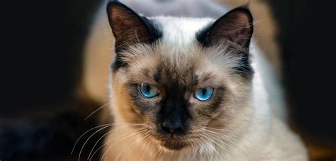 The Ragdoll Cat Breed The Second Perspective
