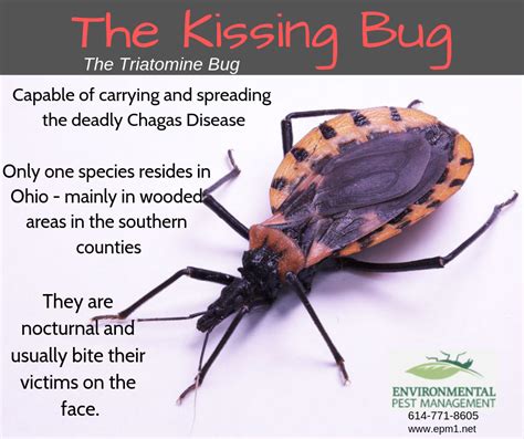 Kissing Bugs In Ohio Do We Really Need To Worry