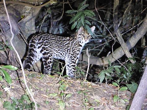 The Ocelot Surprising Facts Revealed Discover Walks Blog