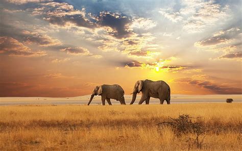 Animal Elefante África Sabana Fauna Silvestre Fondo De Pantalla Hd