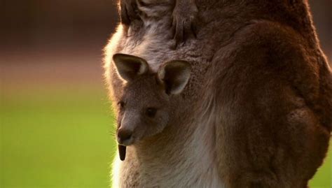 Do Kangaroos Lay Eggs How Do Kangaroos Give Birth Petculiars