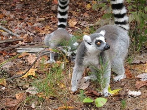 Leaping Lemurs Amazing Primates Roam North Carolina Lemur Primates