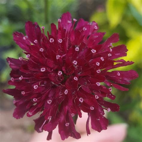 Knautia Macedonica Red Knight Macedonian Scabious Red Knight In