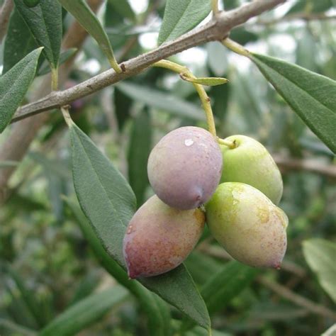 However, olives aren't typically produced until the olive tree fruit should be harvested after fruit set has occurred, which is when the petals of the tree's blooms fall away and reveal just the olives. 1585 best images about Fruits on Trees on Pinterest ...
