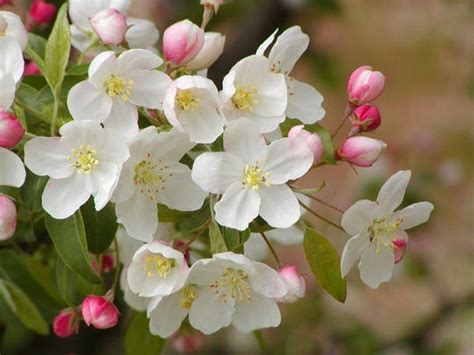 The Best Crabapple Trees For Your Landscape